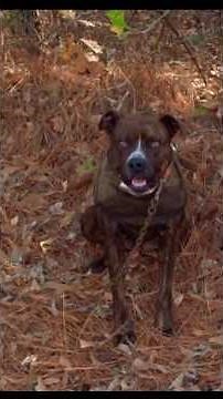 My Top 3 Best Dog Crosses for Hog Hunting! #doglife #hogdogs