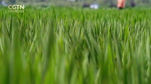 #JeStartUpMonRêve #40AnsRéformeEtOuverture Né au début des années 1980, le scientifique Zhang Gong a profité de l'ouverture de la Chine pour se forger une riche expérience de recherche, bouclant un cursus universitaire aux États-Unis après ses études à Nanjing. Il devient ensuite analyste de données pour la Nasa. Fort de cette expérience, Zhang Gong décide de revenir en Chine en 2015. Appuyé par son équipe de chercheurs, il crée GAGO Inc., une compagnie qui, en se basant sur les nombreuses donné