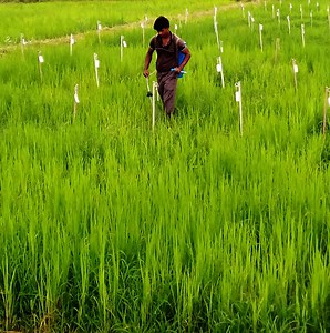 Indian Agriculture: An Overview
