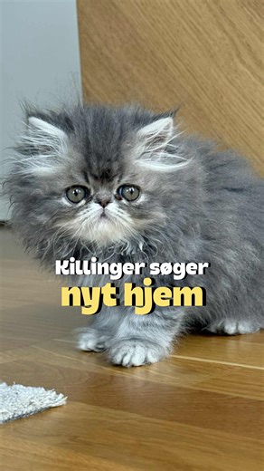 Langhårede perserkillinger 🐱✨ 📍3660 Stenløse 2 smukke perserkillinger (han 💙 & hun 💖) søger nyt hjem. Vaccinerede 💉, med sundhedsbog 📘, fået loppe- og ormekur 🐛. Meget kælne og legesyge – klar til at flytte nu 🏡💕 👋🏻 Skriv ‘Perser’ i kommentaren, hvis du ønsker mere information. | Dyreportal.dk