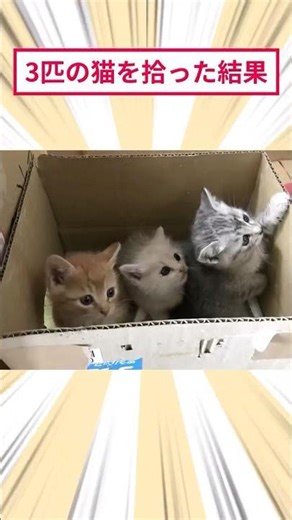 ㊗️100万再生🐈️3匹の猫を拾った結果 #2ch動物スレ #猫動画 #保護猫 #猫のいる暮らし