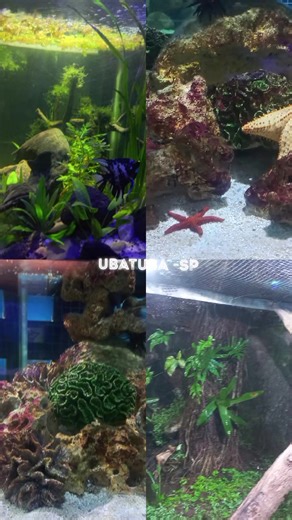 #aquarioubatuba