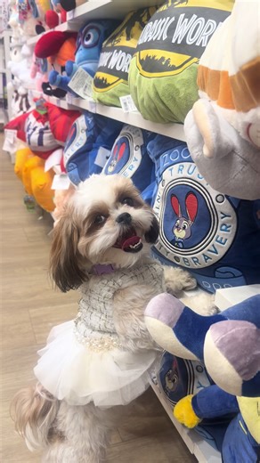 Good morning everyone !!#dogsoftiktok🐶🐶🐶❤️❤️❤️🙏🙏🙏 #cutedog #shihtzu