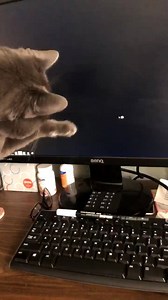 173 reactions · 44 shares | Brings new meaning to 'a game of cat and mouse' | ASPCA Pet Health Insurance | Facebook