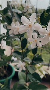 NATURE❤️#NatureVibes #PeacefulMoments #NatureLovers #SoothingSounds