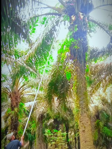 proses proning sambil turun buah#sawit#kalimantan