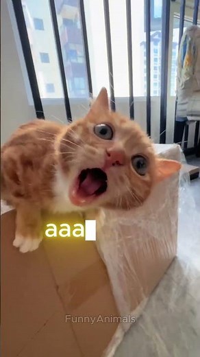 Goofy Cat Compilation 😸 🐈 | #cat