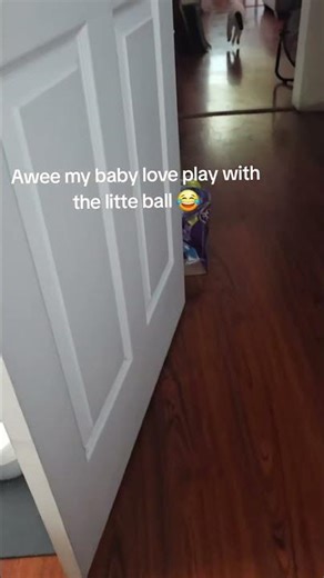 Buy your pet small ball turst me they would love it