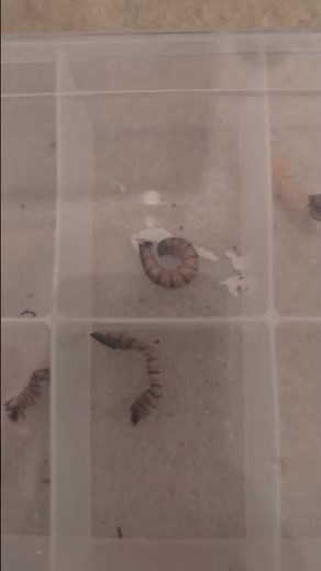 Superworm Breeding Progress! 🐛
