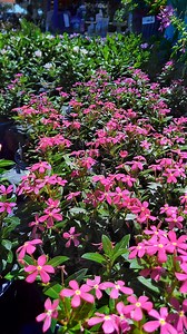 15 reactions · 4 comments | Many of our customers have been asking for this summer-loving annual. We now have both upright and cascading in 4-inch on the tables, as well as soiree single and double blooming in 6-inch containers. They'll bloom all summer long! We're open 8 AM until 5:30 PM today and tomorrow, and we'll be closed for Easter Sunday to spend time with our families. Happy Easter weekend! | Enchanted Gardens | Facebook