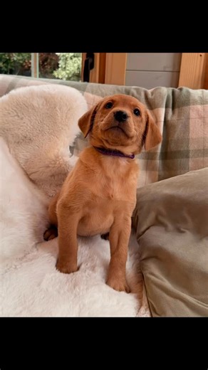 Nicholas Price on Instagram: "Puppy photos day Cora x Murphy 7 weeks These 2 boys are staying for training and leave for the Cayman Island’s next year ! @abergwenllandogs @sportingsaint @ancodogtreats @acme_whistles @teampureflax @testvalleylanyards #labrador #puppy #puppies #puppylove #puppiesofinstagram"