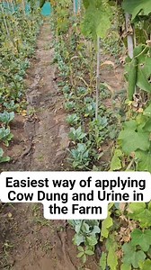 40 reactions · 5 comments | Pumping Cow Dung and Urine Slurry directly into our Crops | AllGanic Farm | Facebook