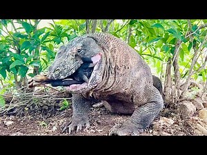 The Komodo Dragon Attacks and Catches The Goat Again