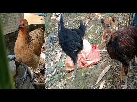 Murgi Farming Mistakes You NEED TO AVOID
