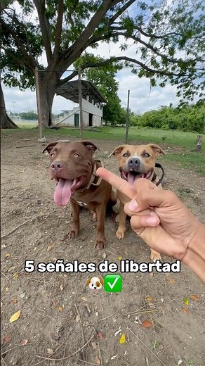 5 señales de libertad 😅🐶✅ #pitbull #miradacanina #adiestramientocanino #pets