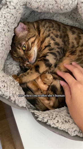 Understanding Relationships with Humans and Cats