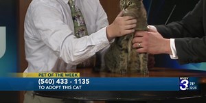 Meet Rosie, our Pet of the Week