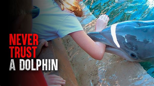 How I survived a dolphin attack and what you should do