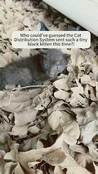 What would you do if cat distribution system send you a tiny kitten 🐈‍⬛ #kitten #cat #trending