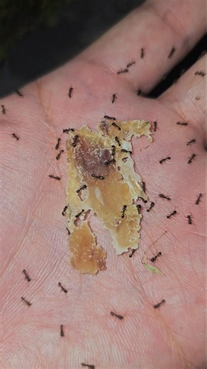 Ants vs Fish jerky #insects #ants #nature