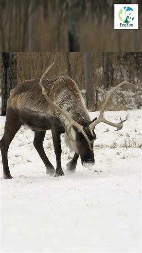What Reindeer Actually Eat Under the Snow #facts #wildlife #shorts