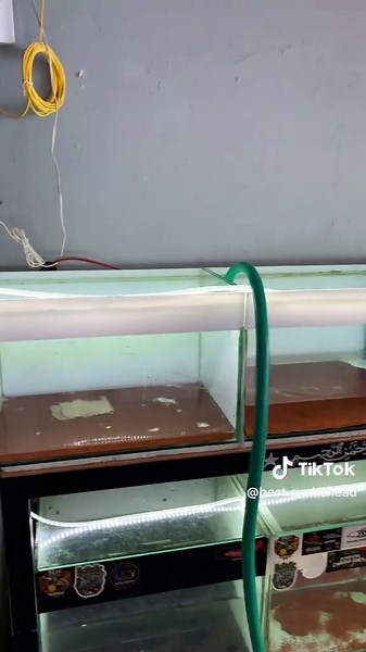 Jumat bersih bolo ☺️ #aurantihighfin #fyp #kamaraquatic #aurantisb #combtank #aurantiindonesia #chanaindonesia #cbkejajar #aurantisbperfect #aurantissb