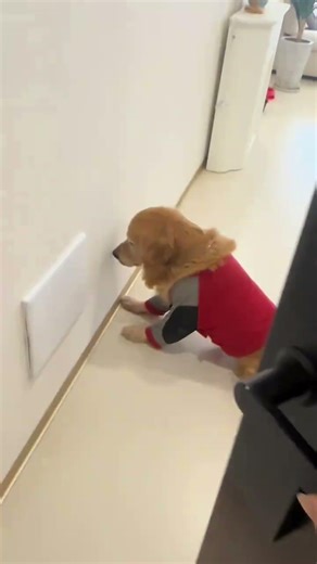 别人请我吃饭，那个地方人多不方便带77，我跟77一说我还以为77好理解呢，还知道把我门关上，谁知道门一关在里面鬼哭狼嚎的，一打开门在那里好生气，拿它一点办法都没有，又好笑又好气的