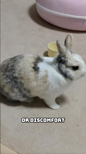 Why Rabbits Thump Their Back Legs