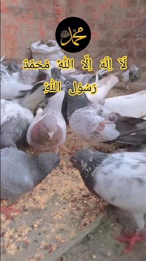 Sabse Afzal Zikar | Abdul Habibi Attari | #shorts #viral #slamic