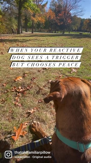 74K views · 4.2K reactions | Choosing peace while other dogs roll up...