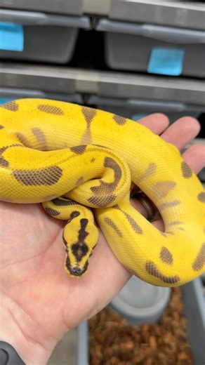 Super Orange Dream Super Enchi Pastel Leopard from 2024. You can still produce awesome Ball Pythons without a recessive gene in sight! #python #pythonregius #royalpython #ballpython #ballpythons #ballpythonsofinsta #ballpythonsofig #ballpythonsofinstagram #ballpythonbreeder #ballpythonbreeding #ballpythonmorphs #ballpythonmorphsofinstagram #royalconstrictordesigns #orangedreamballpython #enchiballpython #leopardballpython #pastelballpython | Royal Constrictor Designs.com