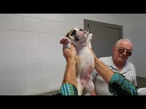 Exam for undescended testicle in bulldogs Dr. Kraemer @Vet4Bulldog.com
