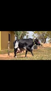93K views · 5K reactions | #cow #dairyfarm #dairy_farming #modern_dairy_farming | cow tv | Facebook