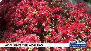 8.5K views · 111 reactions | Day after day of troubling news hasn’t stopped springtime from springing. The WRAL Azalea Garden may be closed to the public due to the health crisis, but that doesn't mean we can't enjoy them through the eyes of the camera. | WRAL TV | Facebook