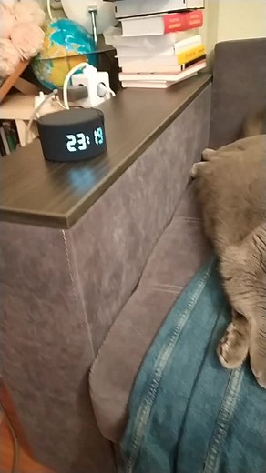 Domestic Cat Life: Charming Moments with a British Shorthair