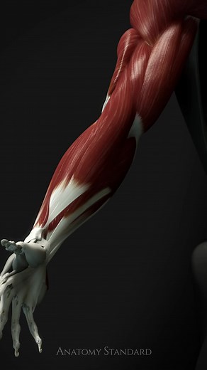 Animated Forearm Muscles: A 3D Journey