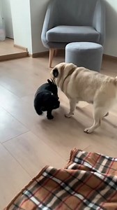 Christmas gift for everyone>>> https://thefunkystyle.com/collections/pug-lovers-collection | Pug puppy lovers