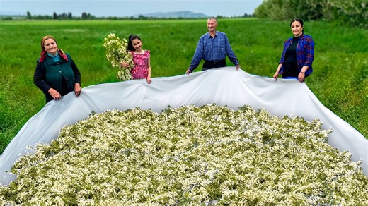 The Easy Guide on Sweet Acacia Jam from Freshly Harvested Acacia Field Crop #acacia #jam #village #relax | Sweet Village