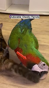 56K views · 284 reactions | Adorable Cheeky Parrots | GHannelius | Facebook
