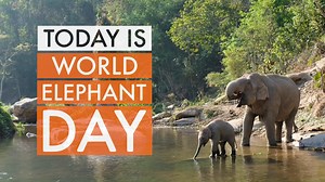 1K views · 82 reactions | It's #WorldElephantDay! Watch our new short...