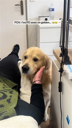 Un golden bien heureux avec papouilles à volonté 😂 #goldenretriever #pourtoi #tiktokviral #prothesisteongulaire #pov