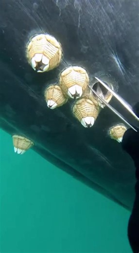 Barnacle Removal from Whales: Underwater Adventure