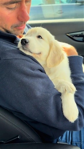 Cutest Dogs Ever | Adorable Puppy Moments That Will Melt Your Heart 🐶
