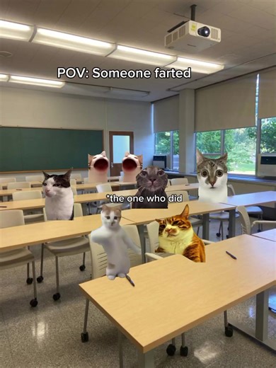 Someone farted. #cat #catsoftiktok #fyp #fypシ #catmemes