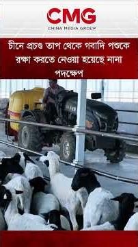 চীনে প্রচণ্ড তাপ থেকে গবাদি পশুকে রক্ষা করতে নেওয়া হয়েছে নানা পদক্ষেপ