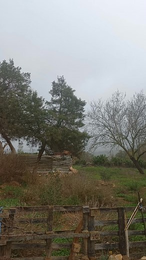 أجواء شتوية وهطول كثيف للأمطار رفقة الضباب وإنخفاض للحرارة 🌧🌫 #وادي_الكوف |وسط الجبـل الأخضر #طقس_ليبيا_Libya_Weather | طقس ليبيا Libya Weather