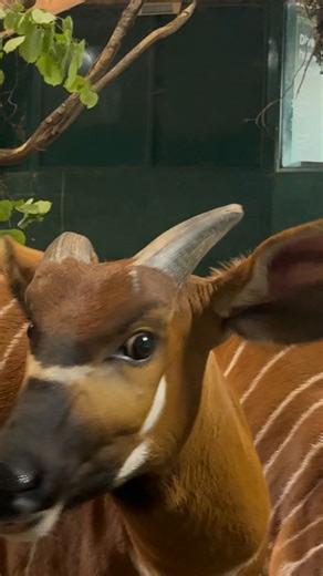 9.2K views · 158 reactions | Step behind the scenes with Hoofstock Keeper Erin as she gives us an inside look at what it takes to care for our mountain bongos here at Marwell!  #MarwellZoo #MarwellWildlife #MountainBongo #Conservation | Marwell Wildlife | Facebook