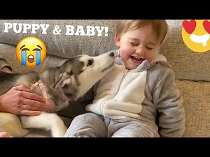 Husky Puppy Scares & Hurts Baby But Says Sorry & Becomes Best Friends! [READ DESCRIPTION!]