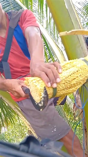 The Key to a Strong Sap Flow Is Right Here! 🌴💧🔥