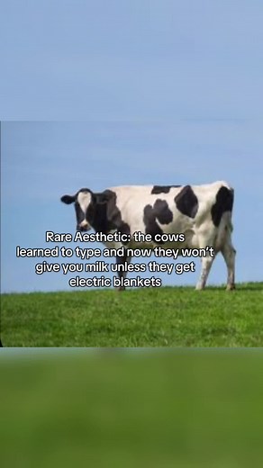 Cows Typing for Electric Blankets: A Unique Aesthetic